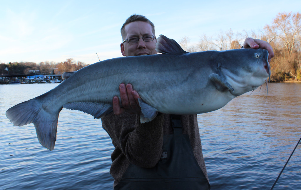 24 lb blue catfish