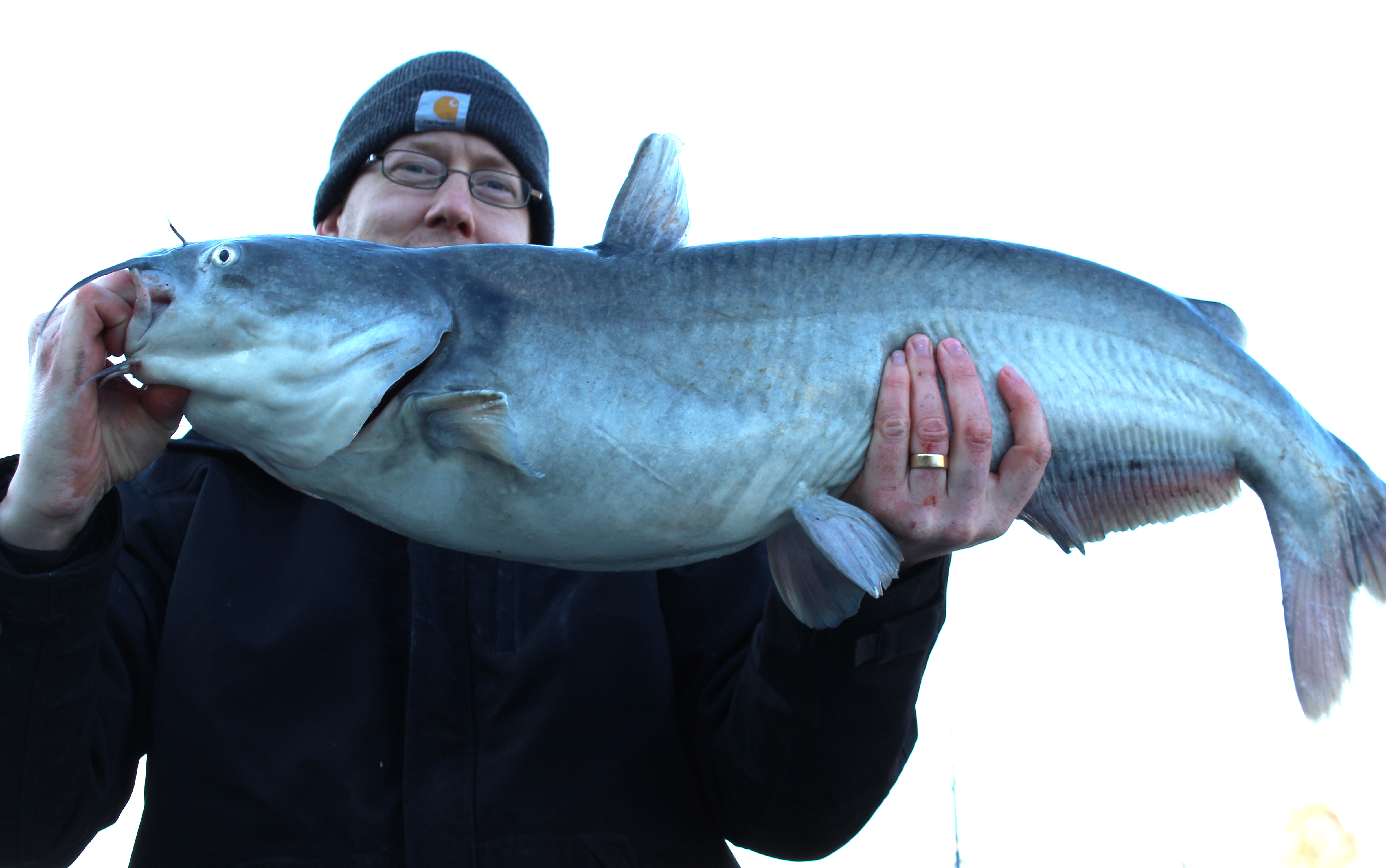 26 lb blue catfish