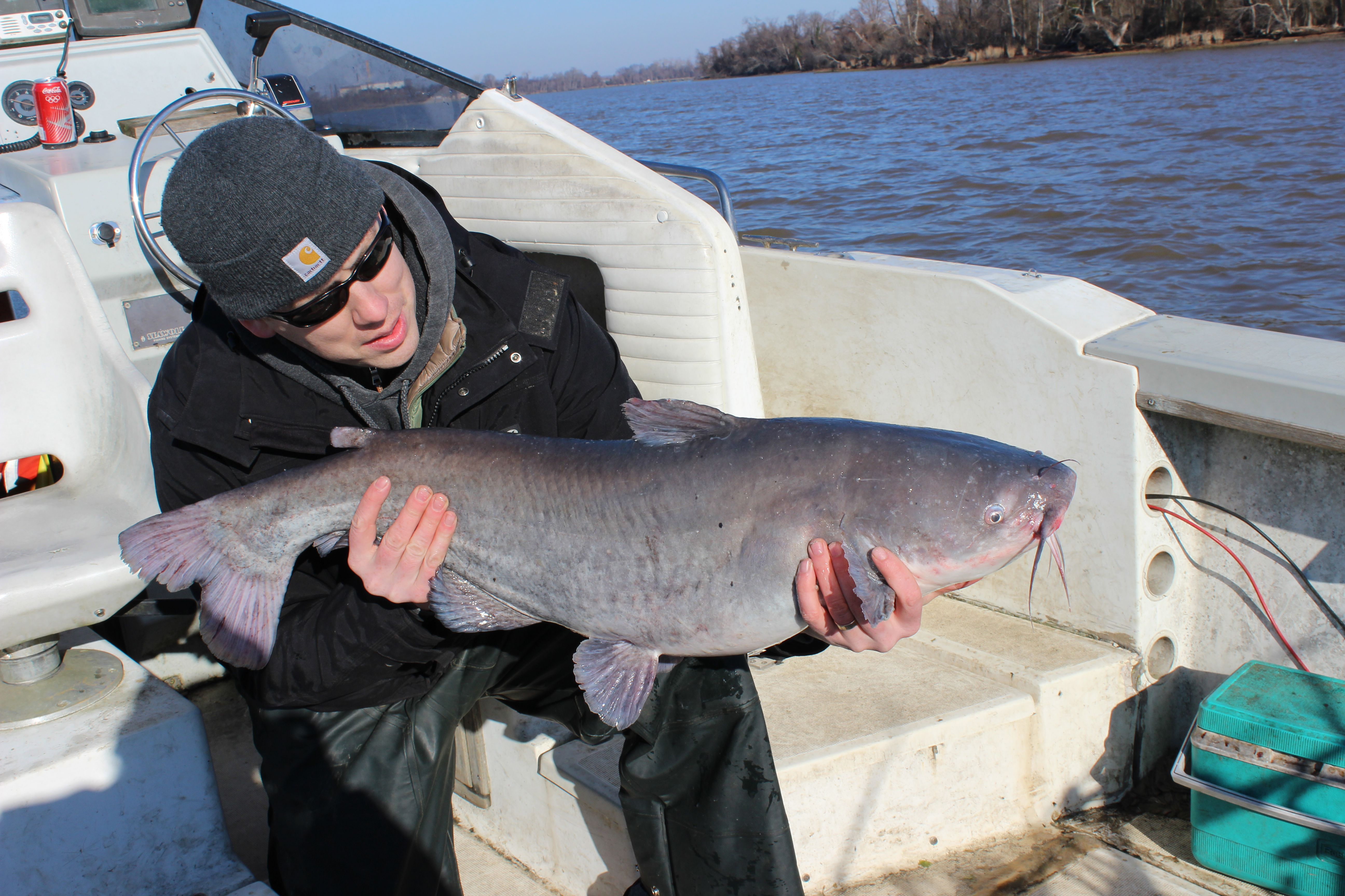 33 lb Blue Catfish 