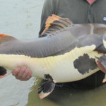 Amazon redtail catfish