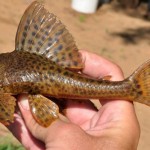 Armored catfish
