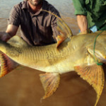 Goonch Catfish