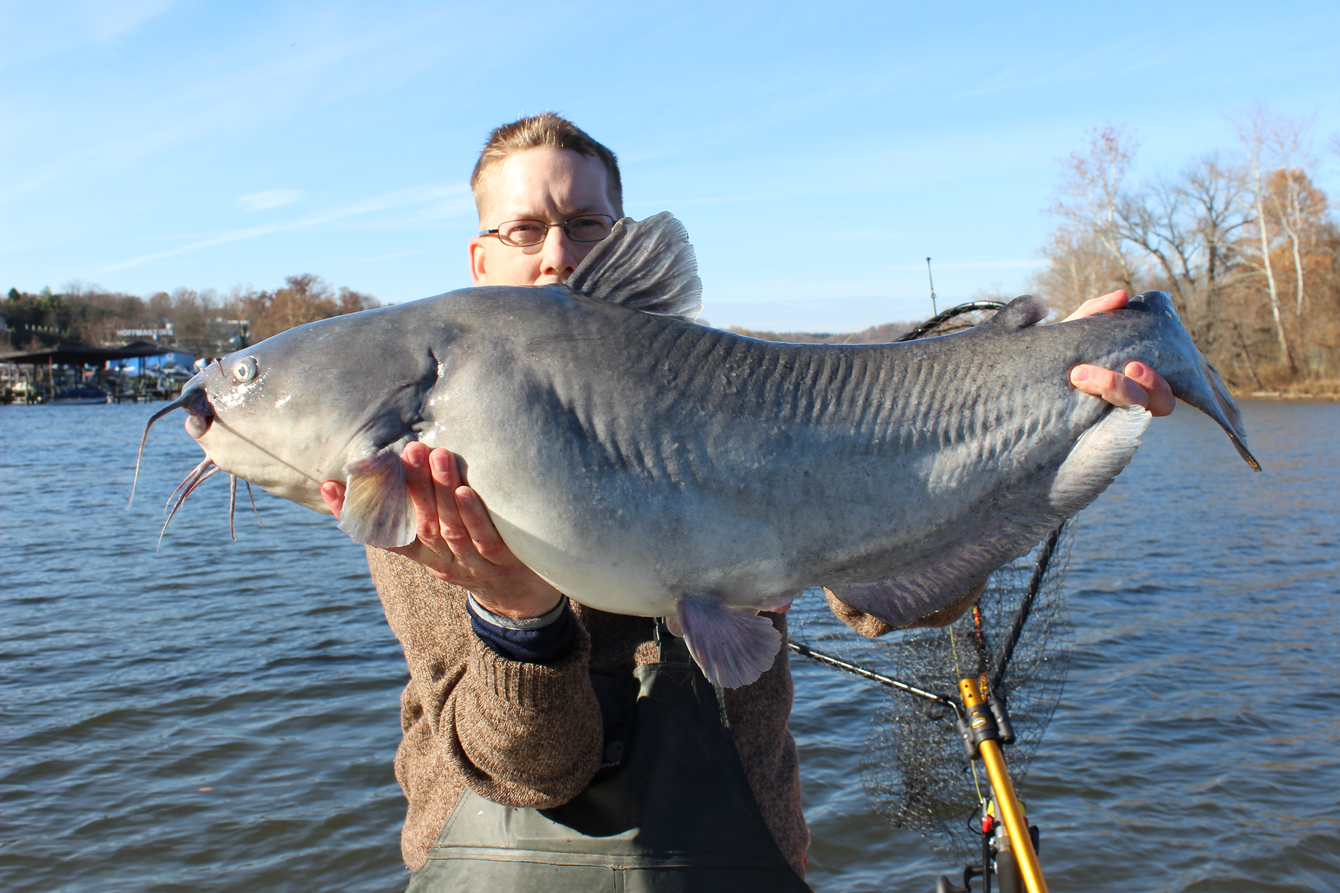 A nice 30 lb catfish caught on frozen shad.