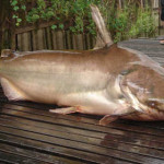 Mekong Catfish