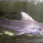 Piraiba catfish
