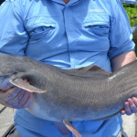 Vundu catfish