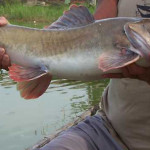 Asian redtail catfish
