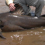 jau catfish