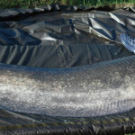 Wels catfish on unhooking mat