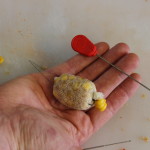 Once you have the winter stick mix in the pva mesh,use an extra long baiting needle to thread it onto the leader.