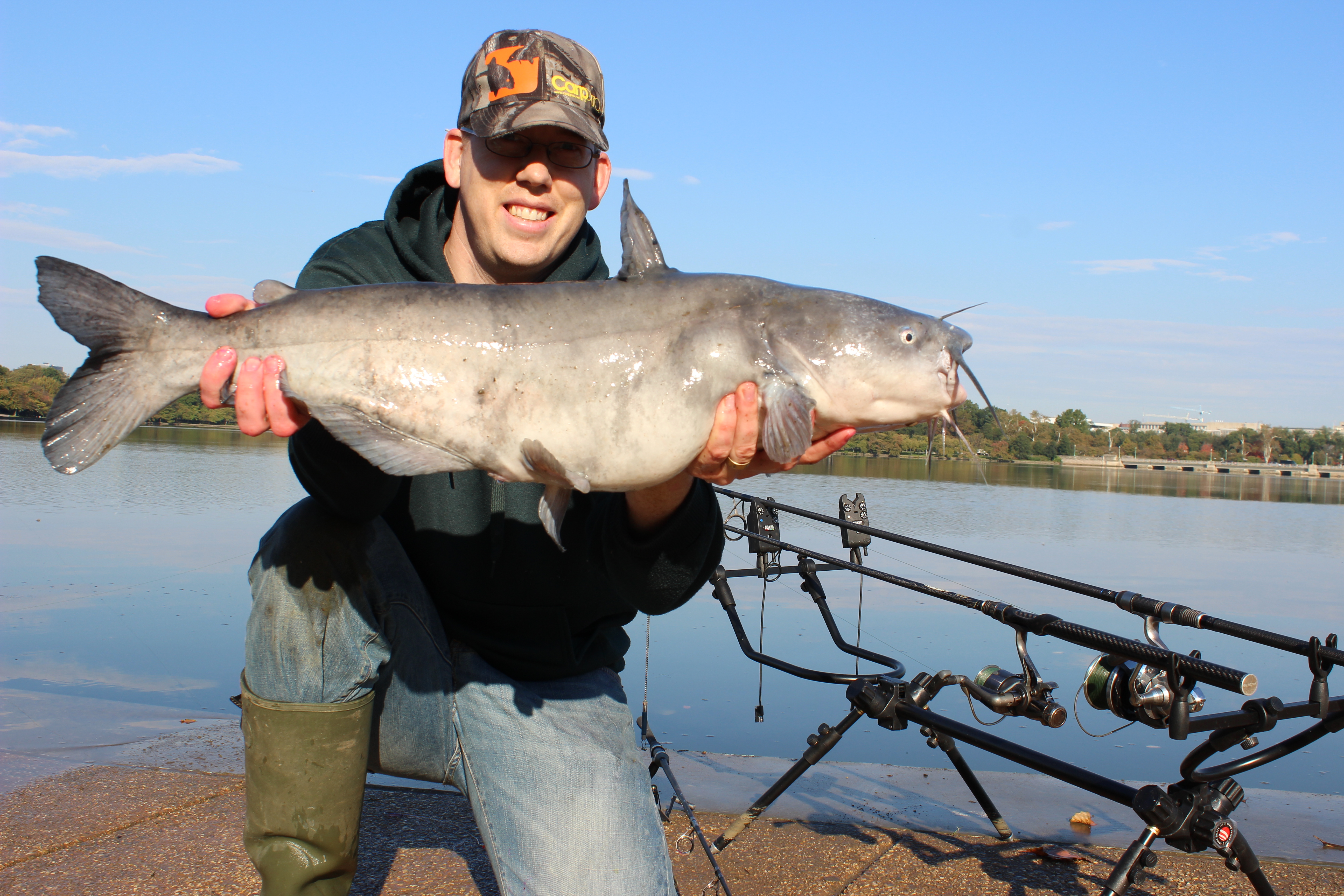 Catching blue catfish on Cured Chicken Liver