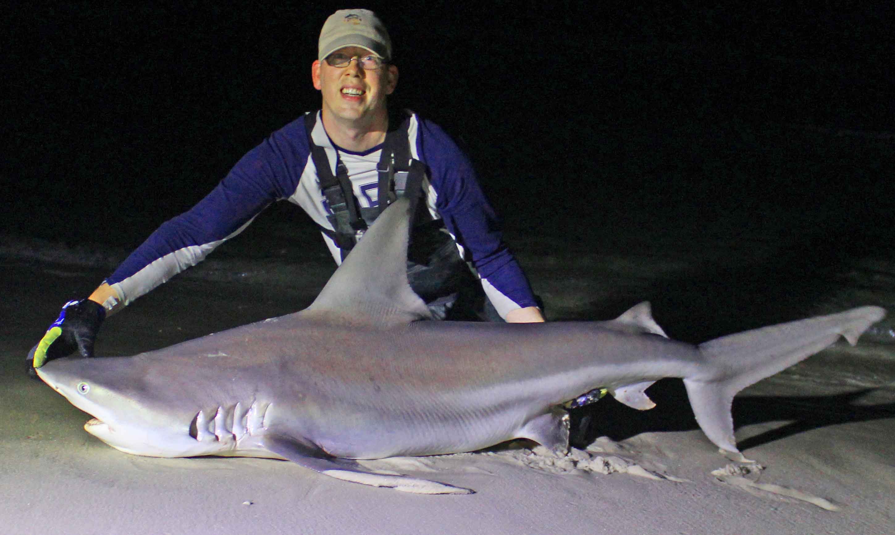 Sand-bar-shark-thumbnail - CatsandCarp.com