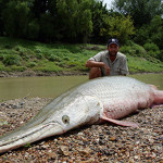 Alligator Gar
