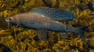 Grayling