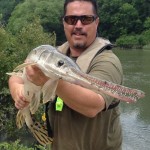 Long nose or spotted gar